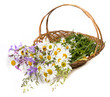 Photo: basket with wild flowers on white background basket with wild flowers on white background