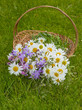 basket with wild flowers - grass background