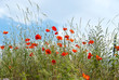 Foto: Poppies Poppies