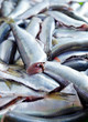 Fresh crude anchovies