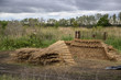 récolte des roseaux, Phragmites australis, 30, Camargue