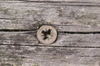Bolt head and wood