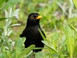Eurasian common blackbird lurking from behind plants