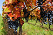 Red grapes with autumn foliage