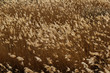 golden reed field