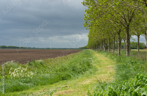 Photo: Row of trees along a mowed field in spring Row of trees along a mowed field in spring