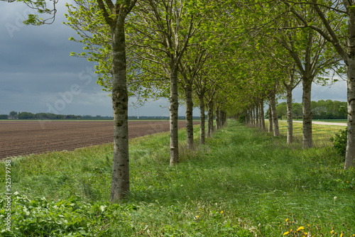 Photo: Double row of trees in sunlight in spring Double row of trees in sunlight in spring