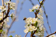 blossom cherry tree with bee