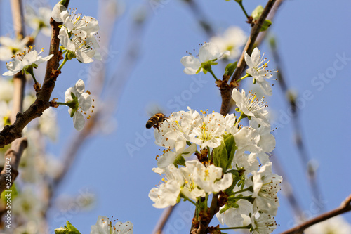 Photo: blossom cherry tree with bee blossom cherry tree with bee