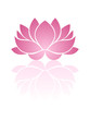 Pink lotus. Eps-10 vector illustration.