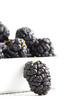 Mulberry - Morus celsa - Gelsi