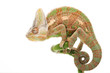 Veiled Chameleon