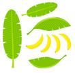Vektor: Banana leaves Banana leaves