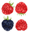 Vector: Raspberries Raspberries