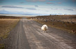 sheep stands on road. Iceland landscape.