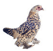 poule sabelpoot mille fleur citronné