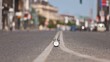 Time lapse of Vintage alarm clock on busy street