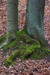 Moosseockel an Eiche und Buche