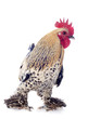 coq sabelpoot mille fleur citronné