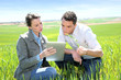 Agronomist looking at wheat quality with farmer