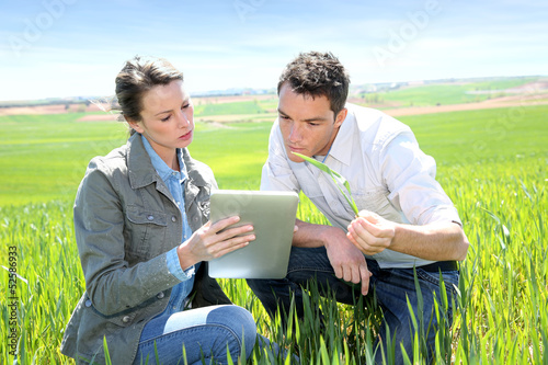 Photo: Agronomist looking at wheat quality with farmer Agronomist looking at wheat quality with farmer