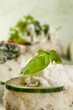 Italian Bruschetta - close up