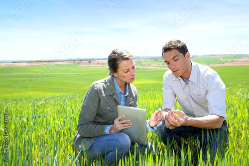 Photo: Agronomist looking at wheat quality with farmer Agronomist looking at wheat quality with farmer