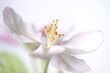 Apfelblüte ©yvonneweis