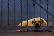 Schlafender Wachhund