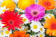 canvas print picture - Sommerblumen