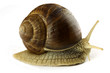 Snail