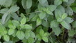 mint plant alternative medicine herbs wicker dish leaves