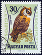Eagle owl (Bubo bubo) (Hungary 1962)
