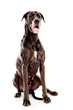 sitting mastiff