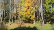 Video: autumn vibrant tree grow lake shore silhouette reflection autumn vibrant tree grow lake shore silhouette reflection