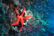 mediterranean red starfish Marseille