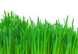 Green grass closeup