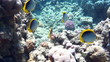 Video: Coral and fish in the Red Sea, Egypt Coral and fish in the Red Sea, Egypt