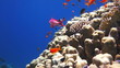 Video: Coral and fish in the Red Sea, Egypt Coral and fish in the Red Sea, Egypt