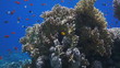 Video: Coral and fish in the Red Sea, Egypt Coral and fish in the Red Sea, Egypt