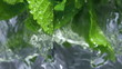Fresh mint falls under water with a splash. 