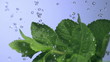 Fresh mint falls under water with a splash. 