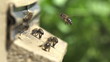 Honey bees swarming and flying around their beehive