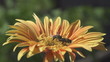 Video: Bees collecting nectar from flower Bees collecting nectar from flower