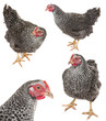 Photo: a hen isolated on a white background - collection a hen isolated on a white background - collection