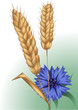 spikelets and cornflower