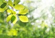fresh green leaves and morning sun