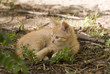 котенок