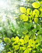 fresh green leaves and morning sun