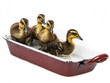 Photo: cute little ducks bathing cute little ducks bathing